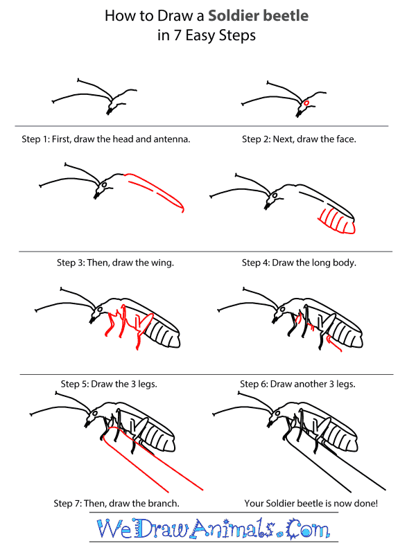 How to Draw a Soldier Beetle - Step-by-Step Tutorial