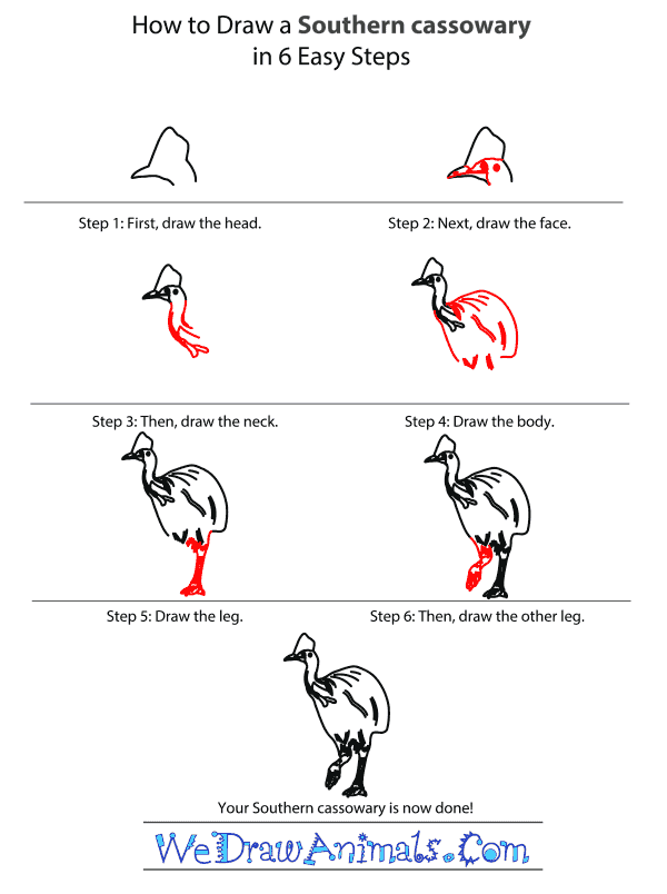 How to Draw a Southern Cassowary - Step-by-Step Tutorial