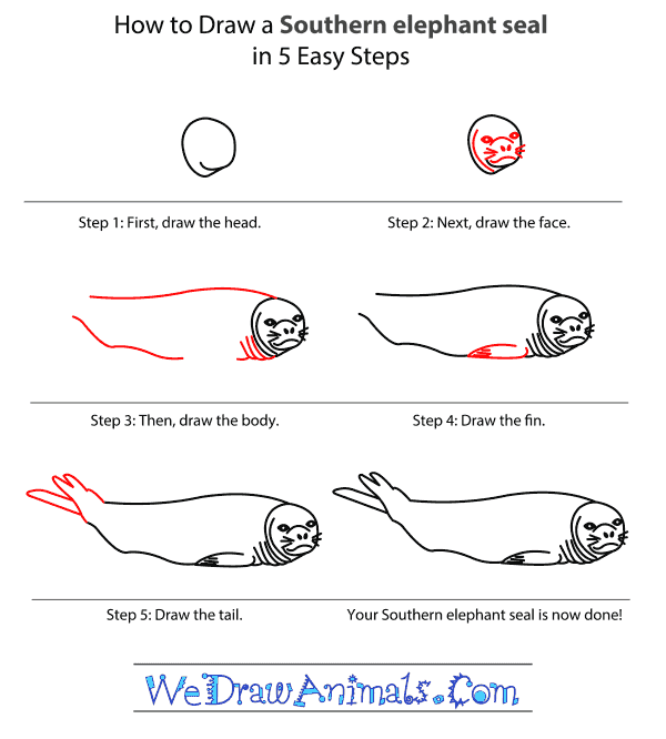How to Draw a Southern Elephant Seal - Step-by-Step Tutorial