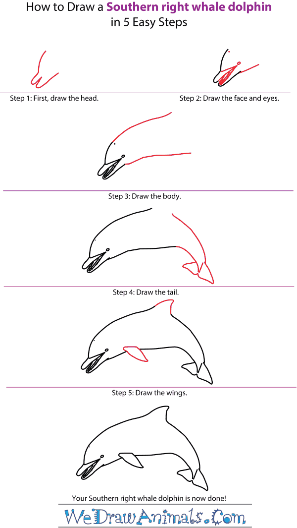 How to Draw a Spinner Dolphin - Step-by-Step Tutorial