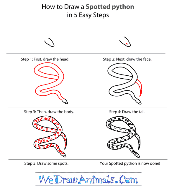 How to Draw a Spotted Python - Step-by-Step Tutorial