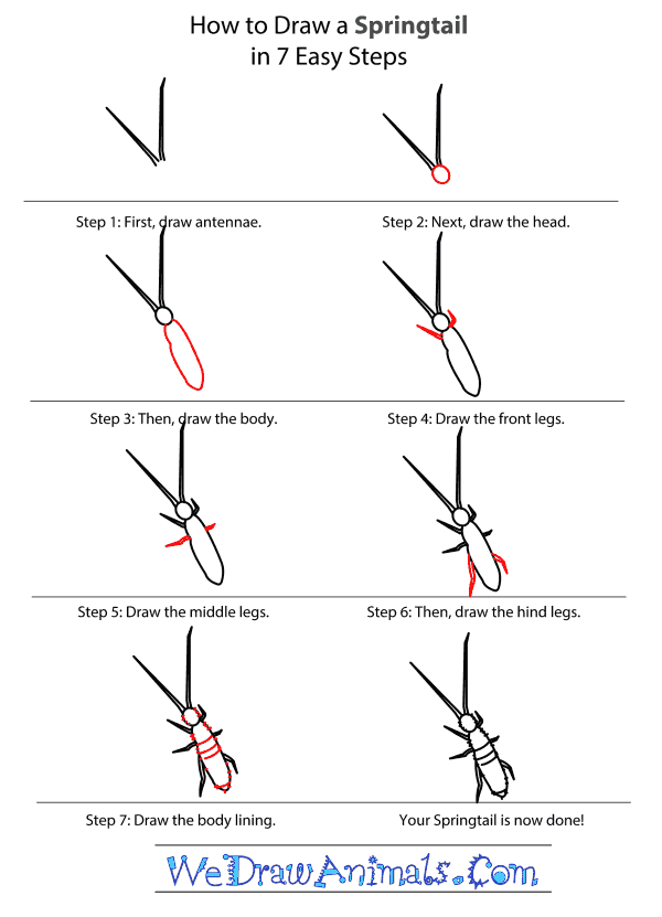 How to Draw a Springtail - Step-by-Step Tutorial