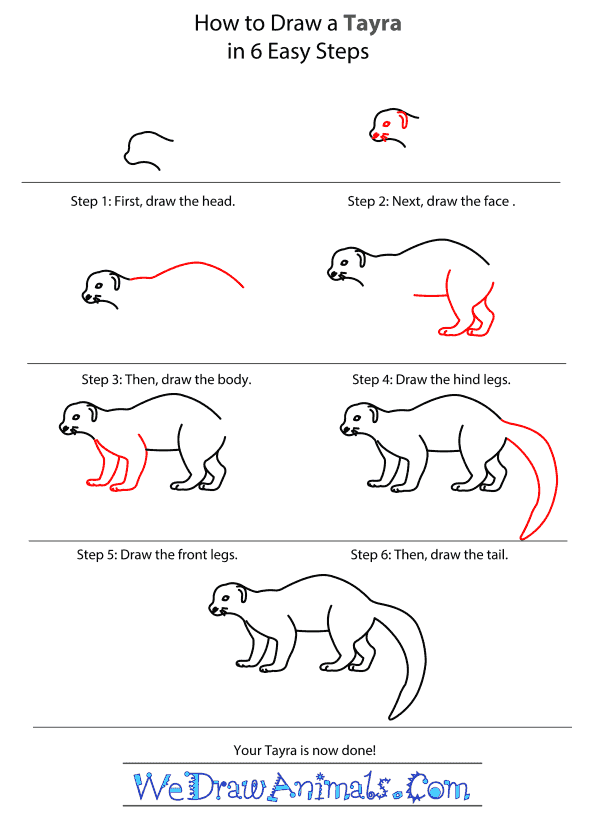 How to Draw a Tayra - Step-by-Step Tutorial