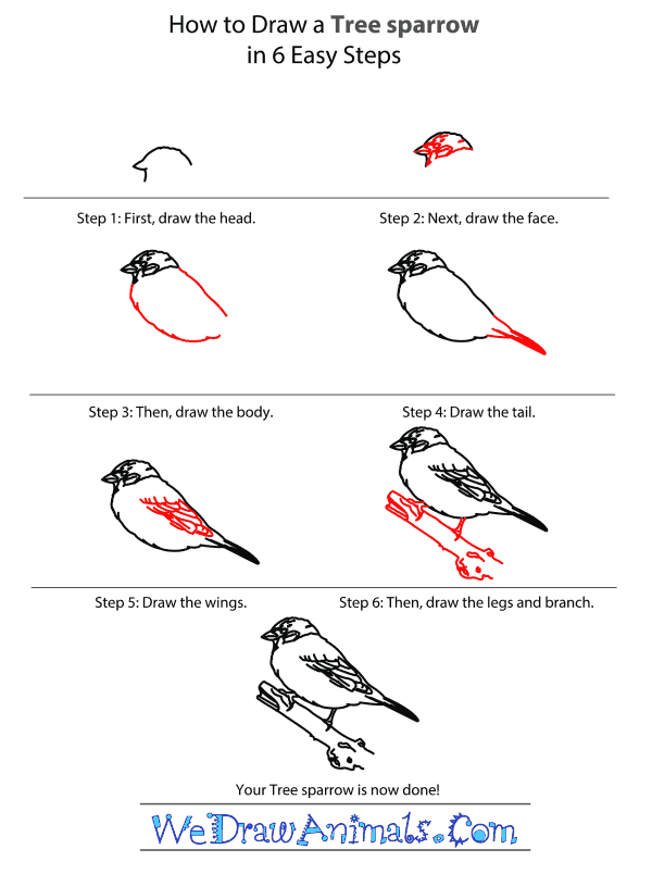 How to Draw a Tree Sparrow - Step-by-Step Tutorial