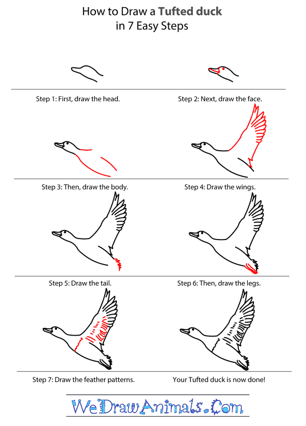 How to Draw a Tufted Duck - Step-by-Step Tutorial