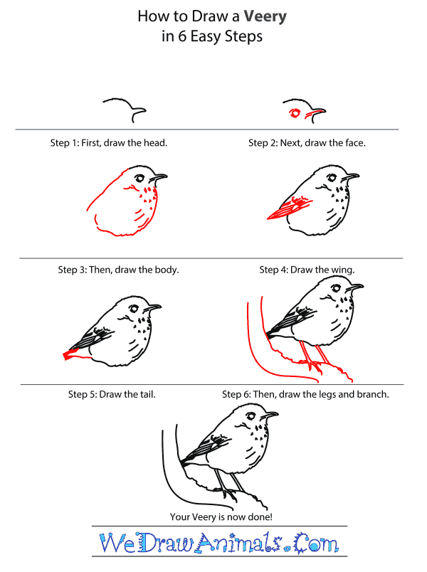 How to Draw a Veery - Step-by-Step Tutorial