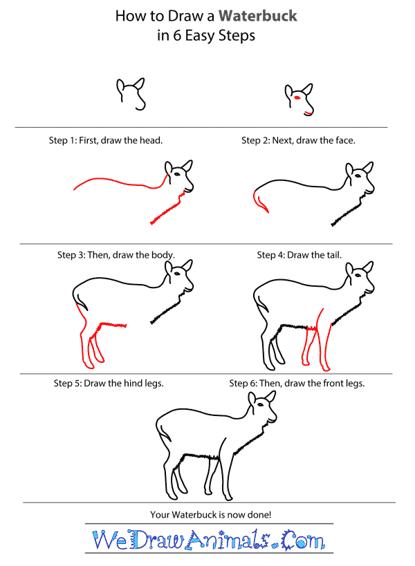 How to Draw a Waterbuck - Step-by-Step Tutorial