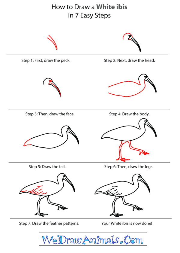 How to Draw a White Ibis - Step-by-Step Tutorial