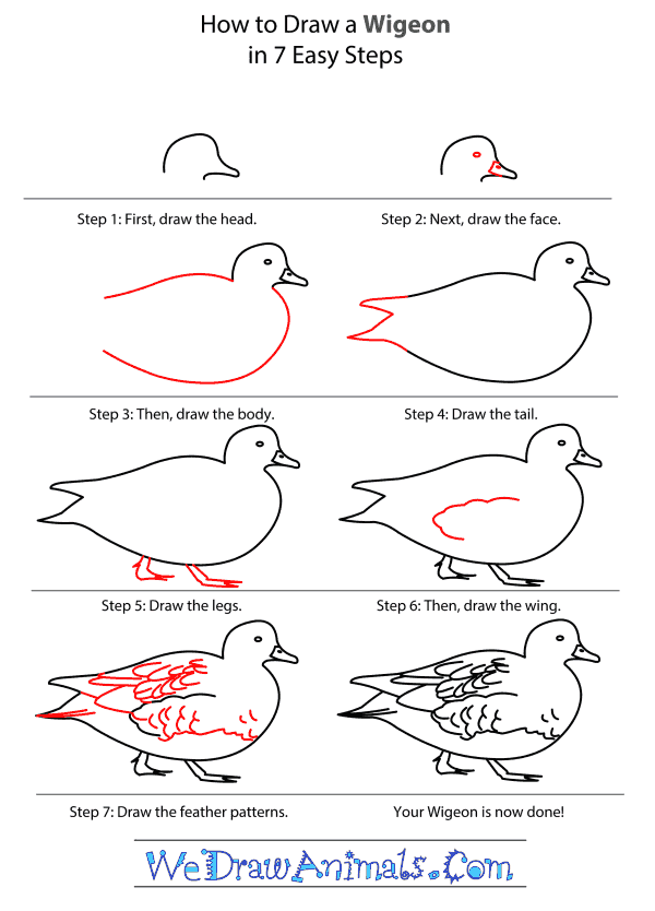 How to Draw a Wigeon - Step-by-Step Tutorial