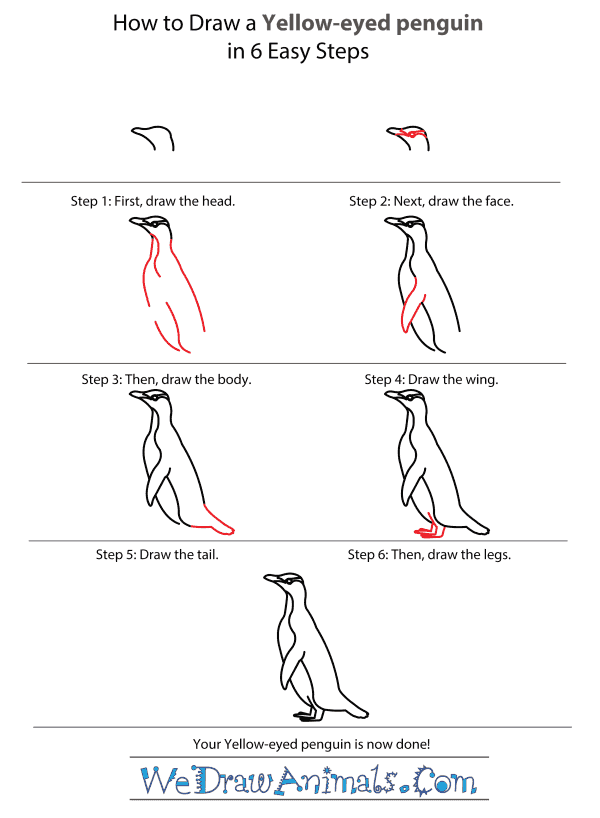 How to Draw a Yellow-Eyed Penguin - Step-by-Step Tutorial