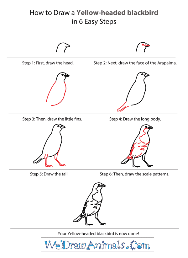 How to Draw a Yellow-Headed Blackbird - Step-by-Step Tutorial