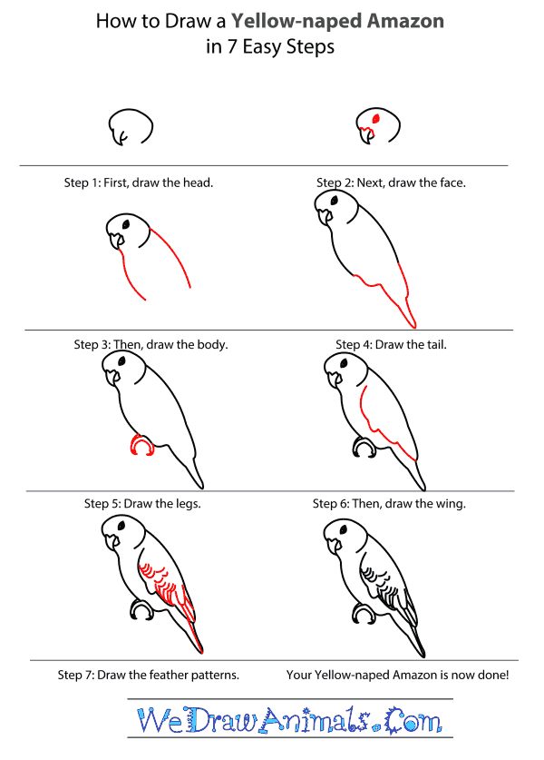 How to Draw a Yellow-Naped Amazon - Step-by-Step Tutorial
