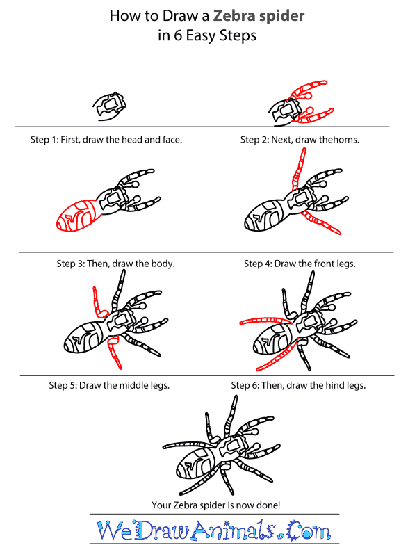 How to Draw a Zebra Spider - Step-by-Step Tutorial