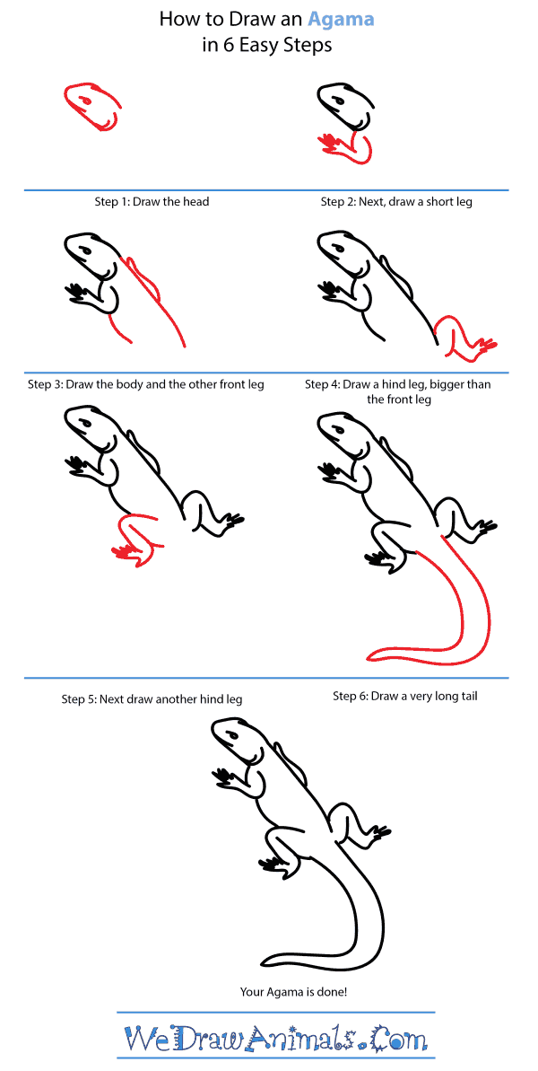 How to Draw an Agama - Step-by-Step Tutorial