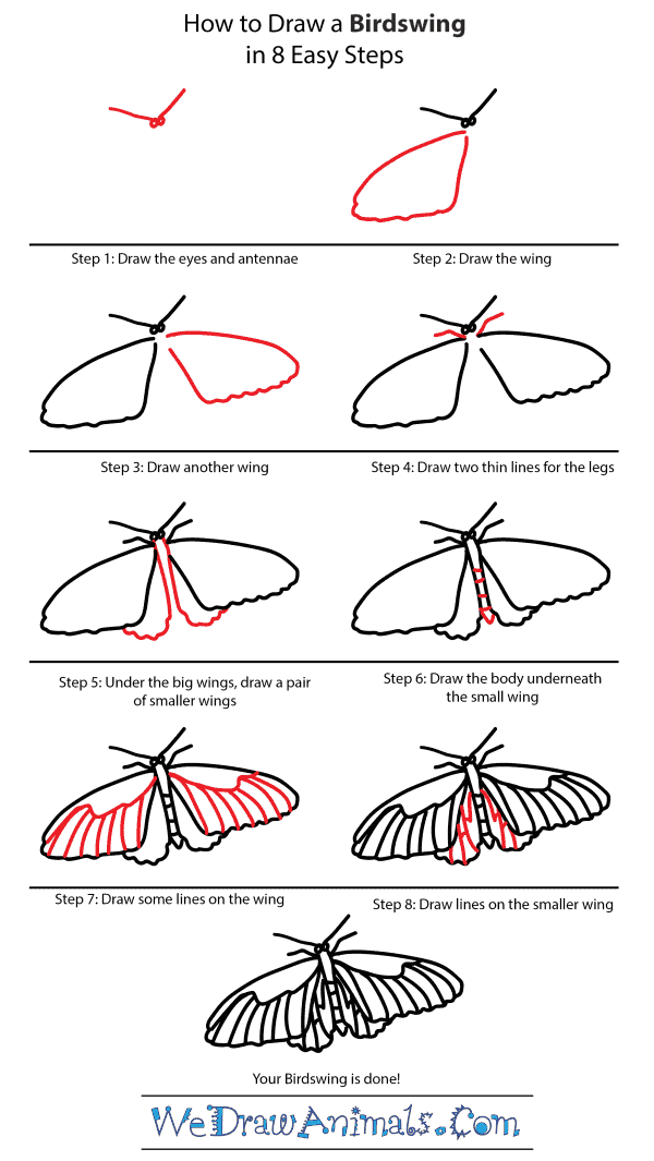 How to Draw a Birdwing - Step-by-Step Tutorial