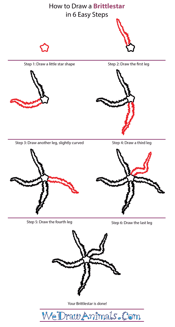 How to Draw a Brittlestar - Step-by-Step Tutorial