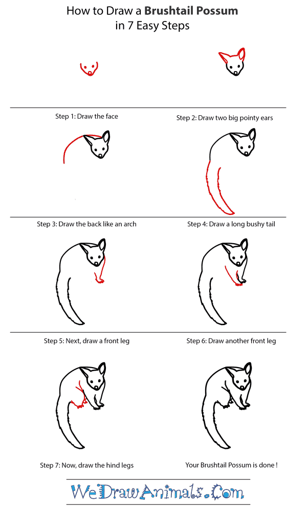 How to Draw a Brushtail Possum - Step-by-Step Tutorial