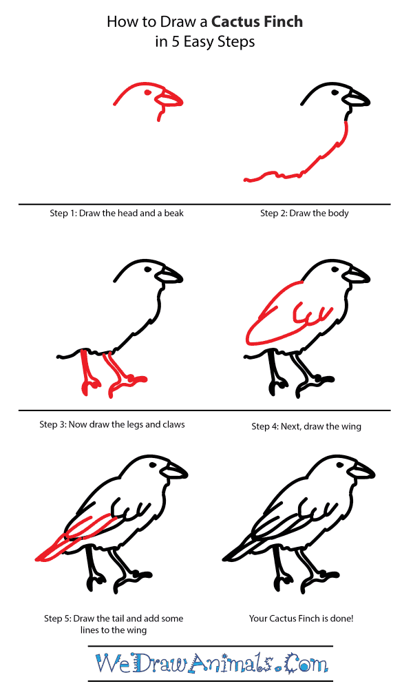 How to Draw a Cactus-Finch - Step-by-Step Tutorial