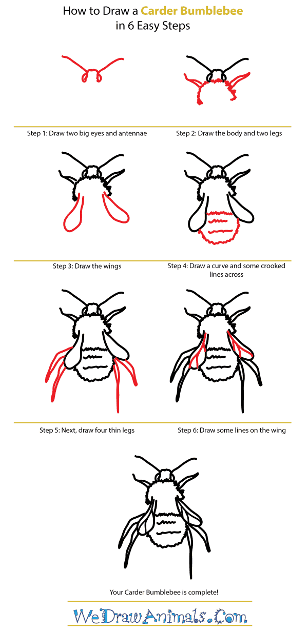 How to Draw a Carder Bumblebee - Step-by-Step Tutorial