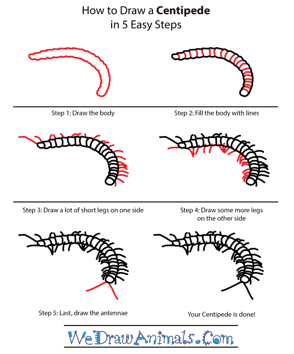 How to Draw a Centipede - Step-by-Step Tutorial
