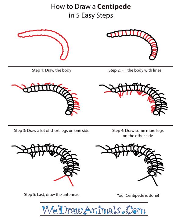 Featured image of post Centipede Drawing Easy In this day 10 video starting at 08 27 maria s daughter czt molly hollibaugh demonstrates how to tangle centipede