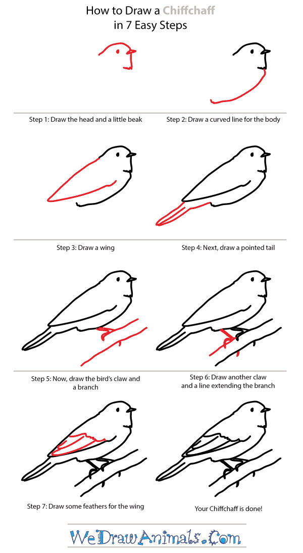 How to Draw a Chiffchaff - Step-by-Step Tutorial
