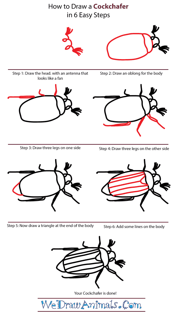 How to Draw a Cockchafer - Step-by-Step Tutorial