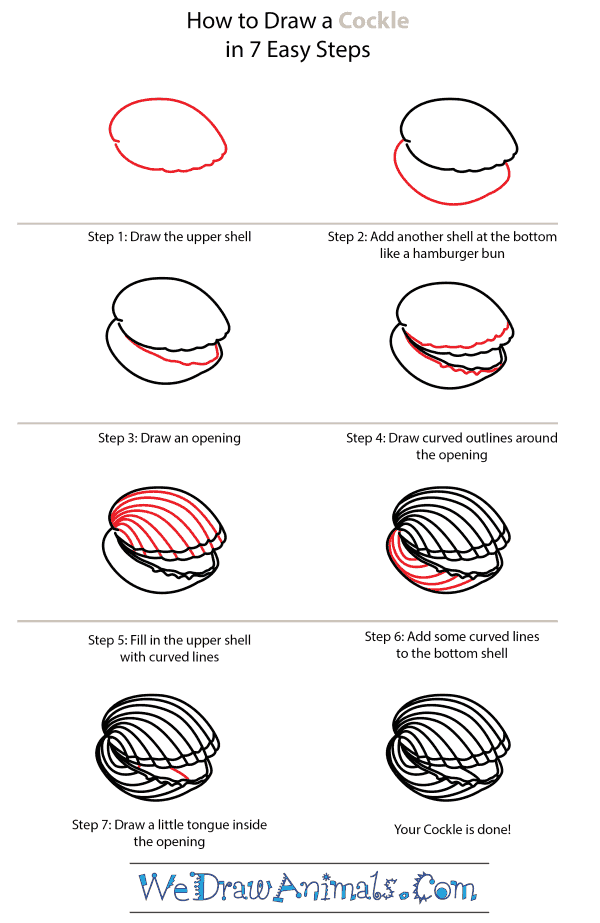 How to Draw a Cockle - Step-by-Step Tutorial