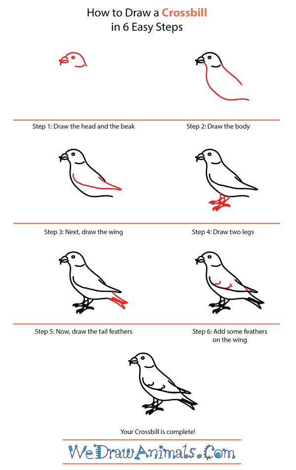 How to Draw a Crossbill - Step-by-Step Tutorial