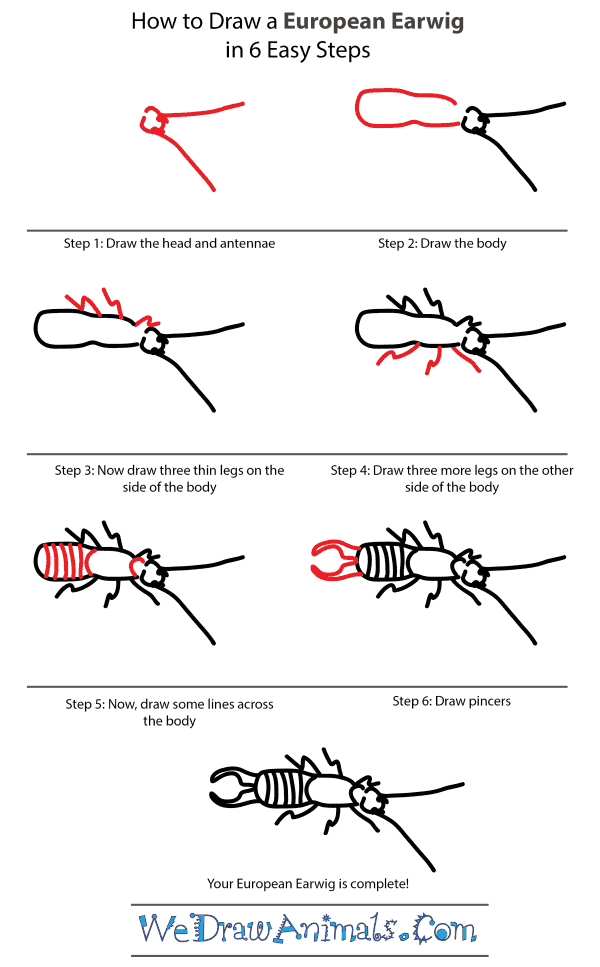 How to Draw a European Earwig - Step-by-Step Tutorial