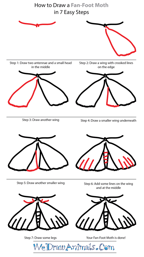 How to Draw a Fan-Foot Moth - Step-by-Step Tutorial