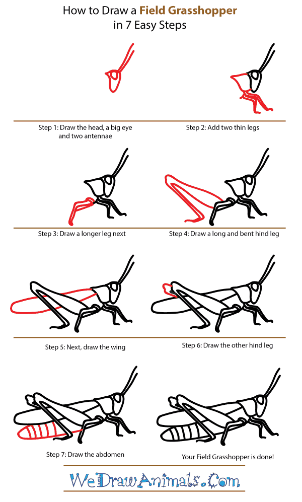 How to Draw a Field Grasshopper - Step-by-Step Tutorial