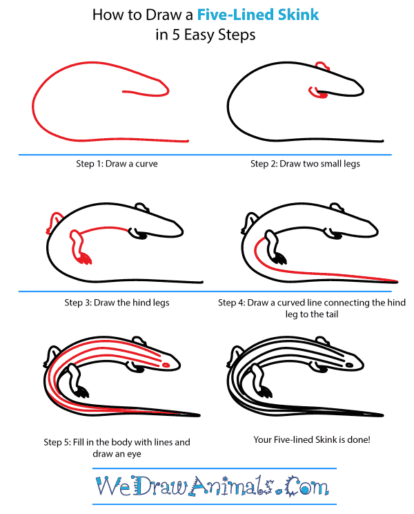 How to Draw a Five-Lined Skink - Step-by-Step Tutorial