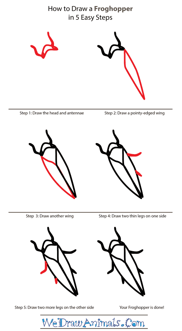 How to Draw a Froghopper - Step-by-Step Tutorial