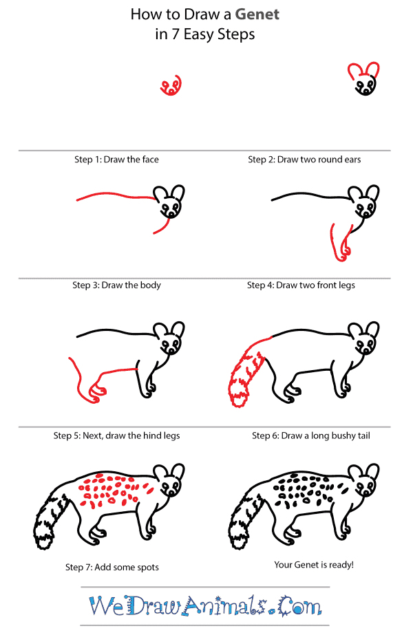 How to Draw a Genet - Step-by-Step Tutorial