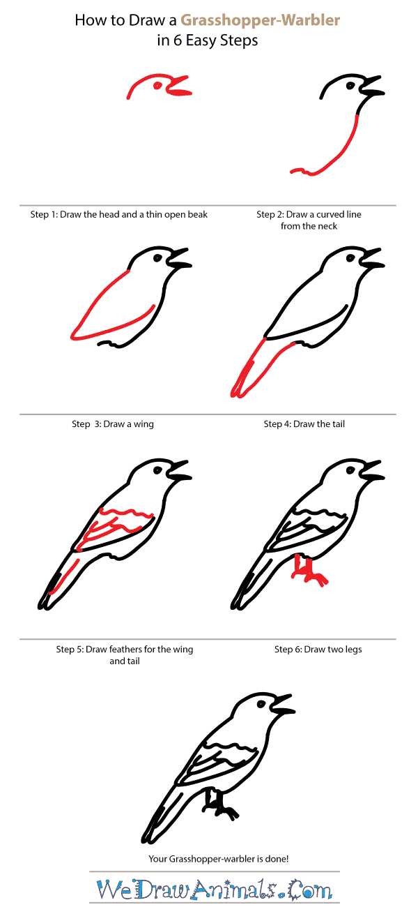 How to Draw a Grasshopper-Warbler - Step-by-Step Tutorial