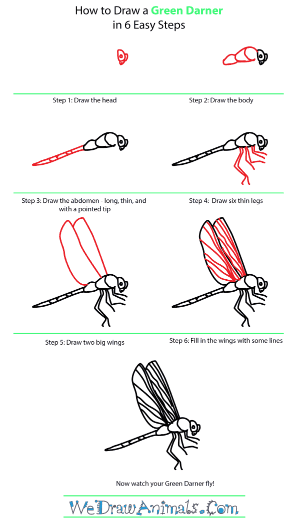 How to Draw a Green Darner - Step-by-Step Tutorial