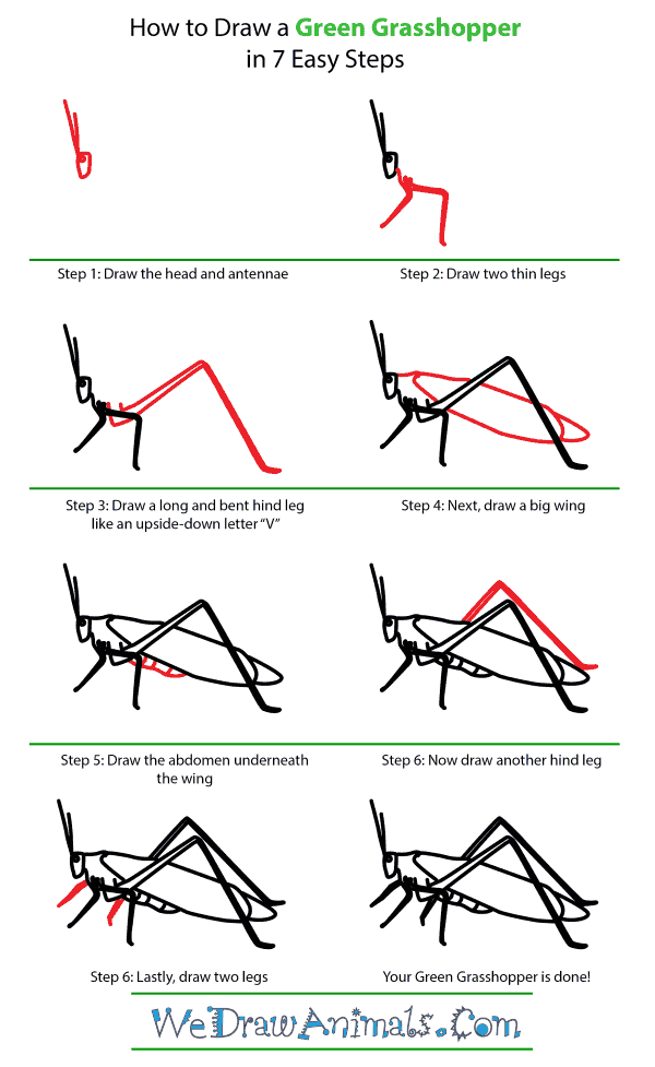 How to Draw a Green Grasshopper - Step-by-Step Tutorial