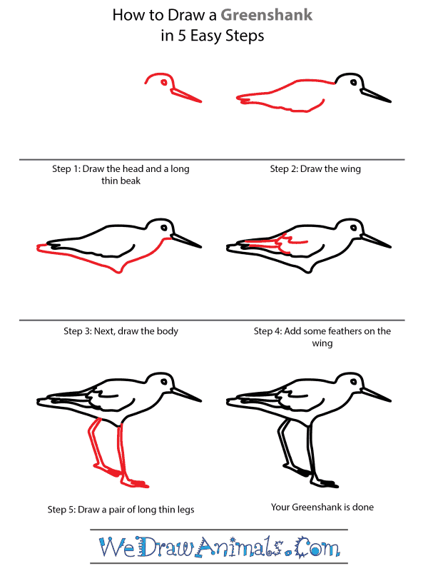 How to Draw a Greenshank - Step-by-Step Tutorial