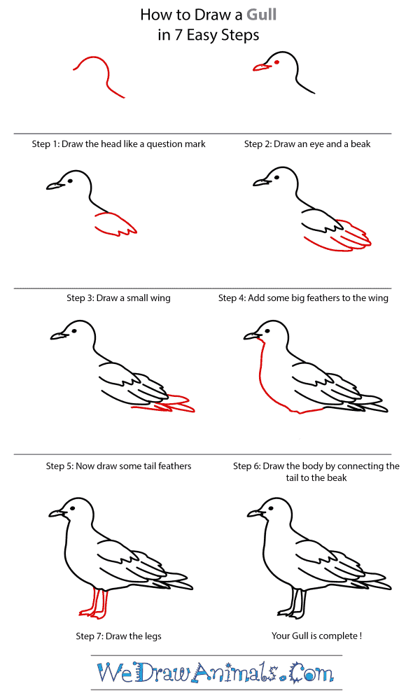 How to Draw a Gull - Step-by-Step Tutorial