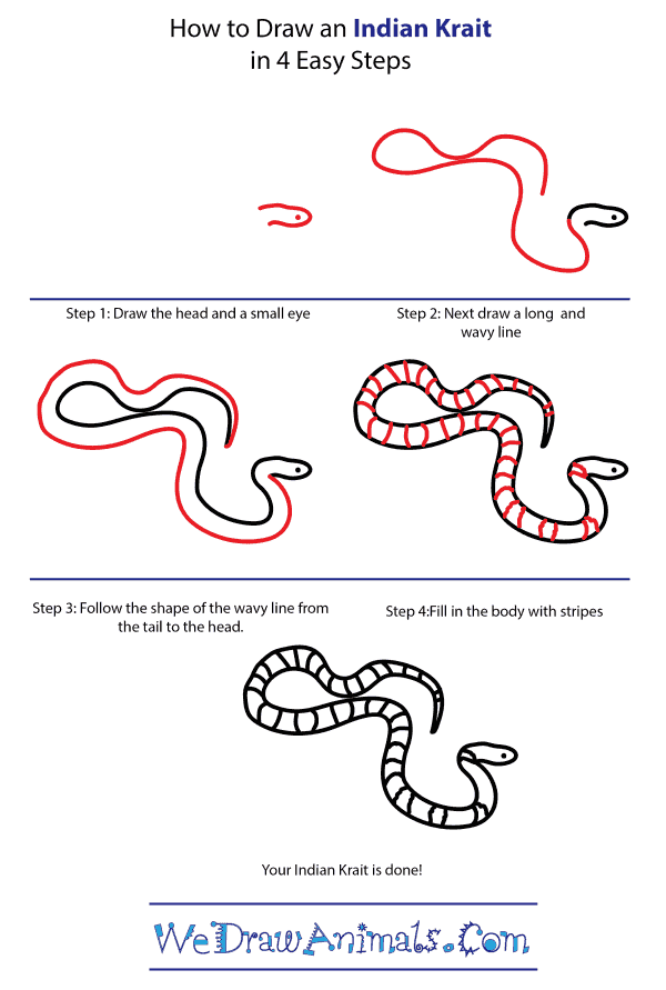 How to Draw an Indian Krait - Step-by-Step Tutorial