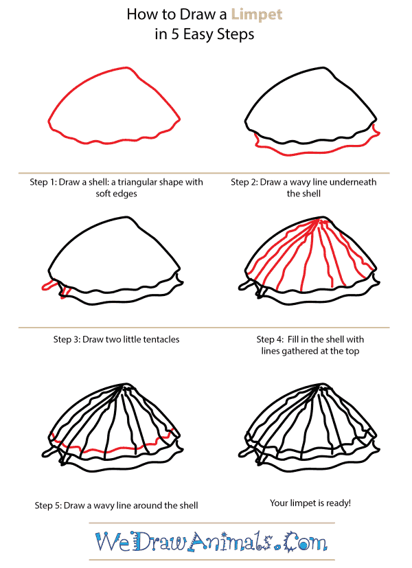 How to Draw a Limpet - Step-by-Step Tutorial