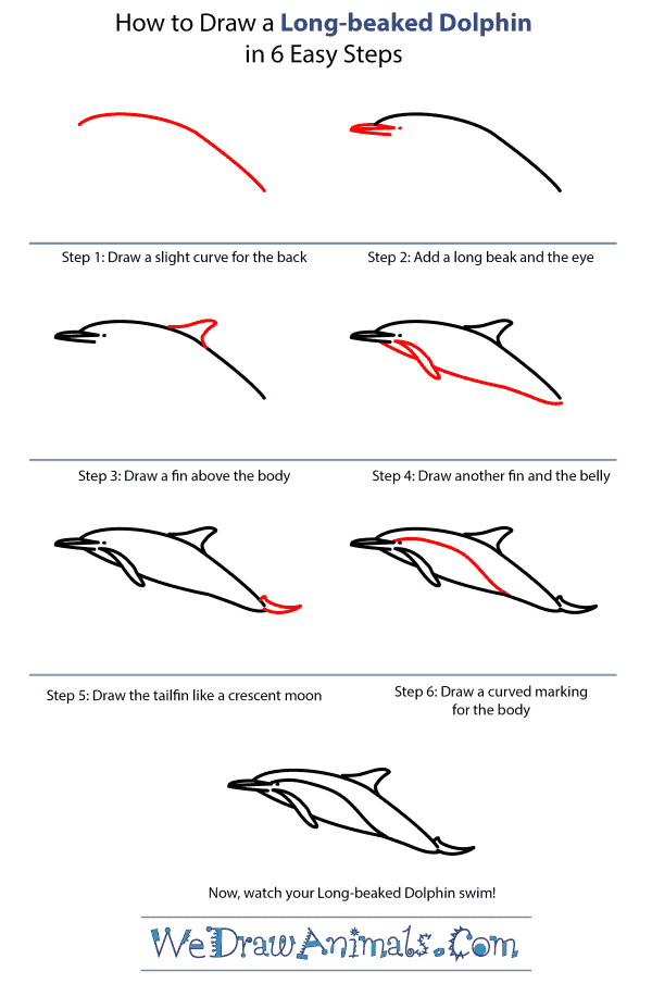 How to Draw a Long-Beaked Dolphin - Step-by-Step Tutorial