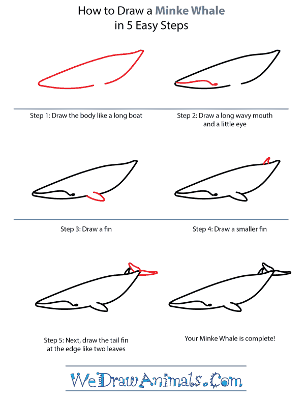 How to Draw a Minke Whale - Step-by-Step Tutorial