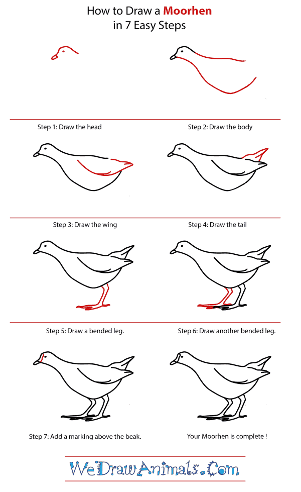 How to Draw a Moorhen - Step-by-Step Tutorial