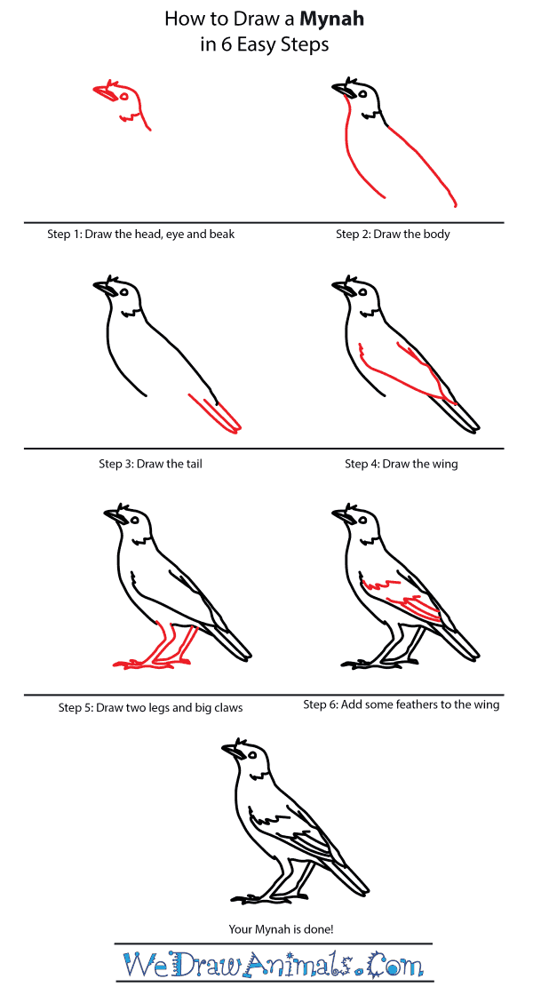 How to Draw a Mynah - Step-by-Step Tutorial