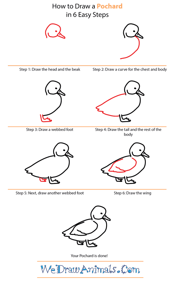 How to Draw a Pochard - Step-by-Step Tutorial