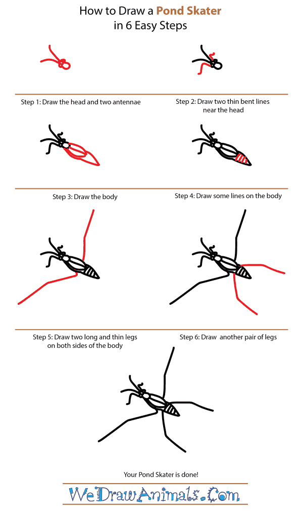 How to Draw a Pond Skater - Step-by-Step Tutorial