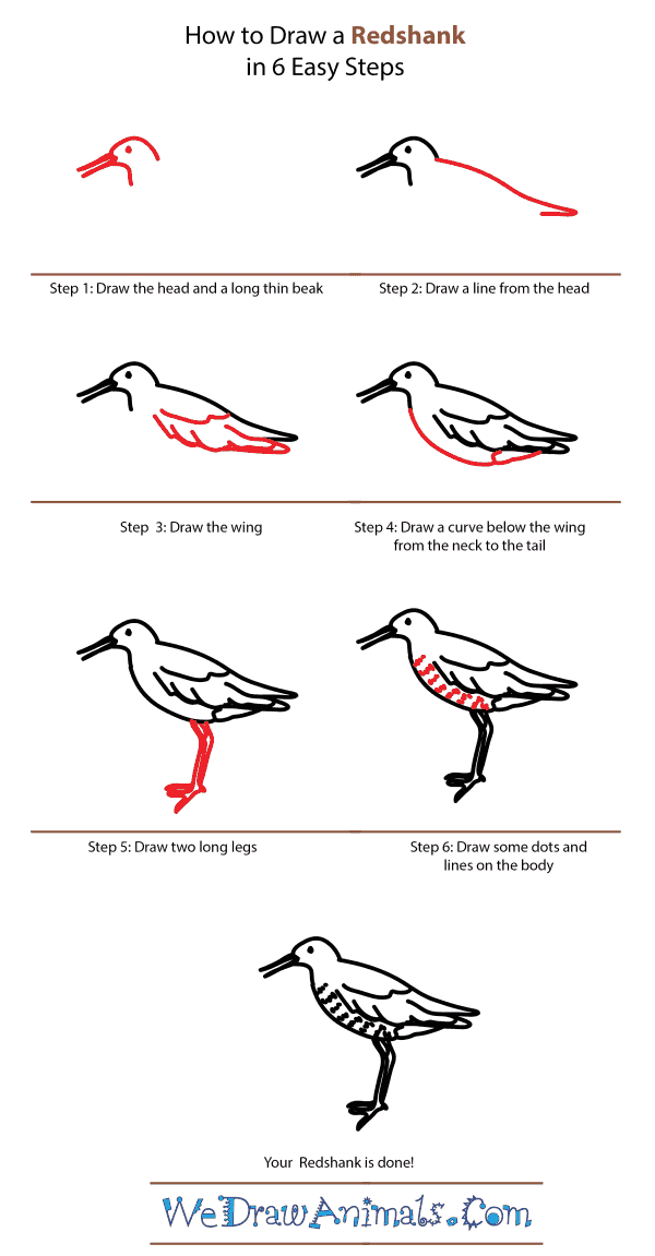 How to Draw a Redshank - Step-by-Step Tutorial