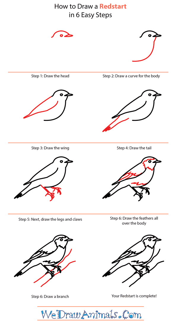 How to Draw a Redstart - Step-by-Step Tutorial